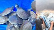 Liberan cerca de 30 mil crías de tortugas amazónicas para reforzar su conservación en el Beni