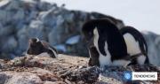 Descubren una impresionante adaptación al cambio climático en pingüinos que anidan en la Antártica