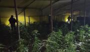 Destruyen 20 viveros de marihuana en Potosí, valuados en más de $us 10,7 millones