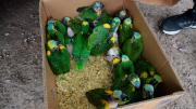 Rescatan 20 pichones de loros y desarticulan una red de tráfico ilegal en Beltrán