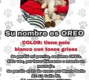 Familia busca a Oreo, perrito extraviado en el sector Monte Bello