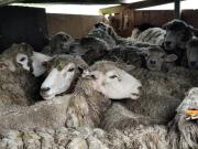 Programa municipal de Aysén concreta control sanitario para quinientos ovinos de productores locales