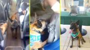 Perro policial delató a pasajero de un bus que escondía droga en su mochila: Momento quedó registrado en un video
