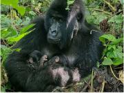 La mejor noticia del mundo animal: nacieron gemelos gorilas, una especie en peligro de extinción