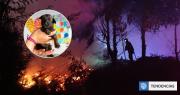 Así funciona el sitio para buscar mascotas perdidas en incendios: cómo reportar si fueron encontradas