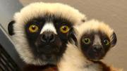 El legado de ‘Zoboomafoo’ sigue vivo: nació Junius, el bisnieto del famoso lémur