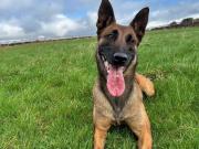 Detuvieron a un hombre que pateó y escupió a una perra policía: lo condenaron por maltrato animal