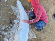 Hallazgo en Miramar: rescatan el colmillo de un elefante prehistórico de más de 100 mil años