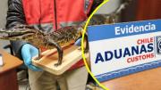 Aduanas encuentra caimán yacaré bebé disecado en equipaje de pasajera en Arica