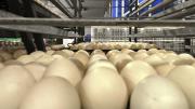 No sólo hay récord de consumo: Argentina produce 610 huevos por segundo