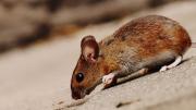 Alerta sanitaria en la Provincia de Buenos Aires por hantavirus: ya hubo 14 muertes