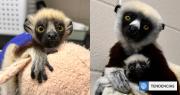 ¿Recuerdas al famoso lémur Zoboomafoo? Nació su bisnieto Junius