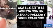 Conmoción por caso de crueldad animal en Calama: dos gatos murieron tras ser baleados