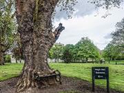 Hungry Tree, el árbol que se devoró un banco de plaza de Irlanda