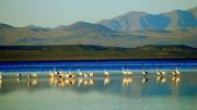 Una laguna de Mendoza fue incluida en la Red Hemisférica de Reservas de Aves Playeras
