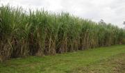 Caña de azúcar: ensayan nuevas estrategias para el manejo de malezas con drones y herbicidas