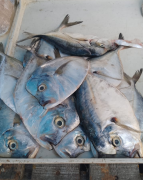 Cataco a $3.4/Bs1.200 en Pariata