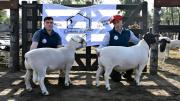 Del consumo propio a la genética ovina: la experiencia de dos hermanos santiagueños con ovejas Dorper