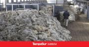 Habilitan exportación directa de lana sucia