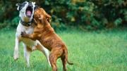 Cómo evitar las peleas entre los perros de tu casa, según una adiestradora canina