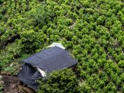 Cultivos ilícitos de coca en Colombia están en la frontera 