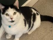 Su gato desapareció por varios días y cuando lo encontró, quedó horrorizada: No podía creerlo