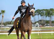 Samuel Marín arrasa este sábado con cinco victorias en Tampa Bay Downs