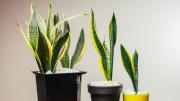 Pocos lo saben: esta es la razón por la que tu sansevieria o lengua de suegra tiene sus hojas blandas