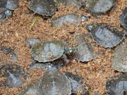 Reportan récord de nacimientos de tortuga amazónica en Pará, Brasil
