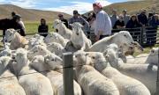 Innovador sistema de tres pariciones en dos años muestra resultados positivos en la ganadería ovina fueguina