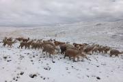 Puno: Granizo y nevadas golpean los distritos –