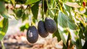 Árbol de palta: el ingrediente de cocina que tenés que poner en la tierra para cosechar aguacates deliciosos