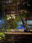 Cámara testigo: un árbol cayó sobre un drugstore en pleno centro y generó grandes destrozos