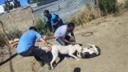 Abandonó 6 animales y pidió que los “duerman”