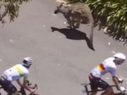 Dos canguros se cruzaron en una carrera de bicicletas y causaron estragos: Fue un circo