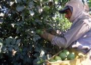 Masso anunció refuerzos para trabajadores rurales temporarios