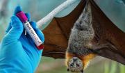 El brote de Nipah en la India revive el temor a las enfermedades zoonóticas