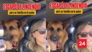 No lo quiso recibir su familia: perro fue rescatado en medio de incendios y realizan urgente llamado para su adopción