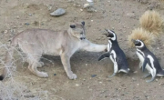 Volvieron a la Patagonia estos pumas y se encontraron con los pingüinos: por qué lo que pasó sorprendió a los científicos