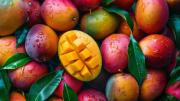 Producción de mango en Piura creció 55.8 % en 2025: ¿Qué zonas lideran y a qué mercados llega?