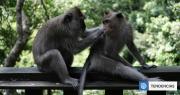 Descubren que la homosexualidad en primates no humanos podría ser una estrategia de supervivencia