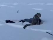 Un raro leopardo de las nieves atacó a una mujer que se acercó a sacarle una foto: el video