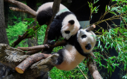 Gemelos pandas de Tokio parten a China, dejando a Japón sin sus queridos osos