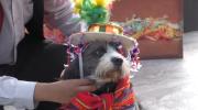 Zoonosis de Cochabamba anuncia resguardo de animales durante las fiestas de Carnaval