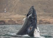 Perú hace la primera expedición científica de seguimiento satelital de ballenas jorobadas