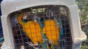Así fue la emotiva liberación de guacamayas, loros y una zarigüeya víctimas de tráfico ilegal