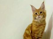 Se llama Leonardo, vive en Italia y es el gato más lindo del mundo