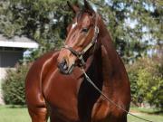 La campeona Just F Y I encabeza el grupo de yeguas estelares que llegan a la cría japonesa