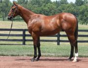 Conoce al potro entrenado por Bob Baffert que costó $2.4 millones y debutará el sábado en Santa Anita
