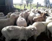 Ganaderos de Tierra del Fuego en alerta por ola de robos y vandalismo en sectores rurales